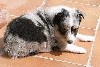  DOLLY BLUE femelle bleu merle 1