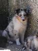  FLASH BLUE male bleu merle