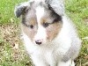 NOLAND BLUE male bleu merle