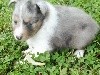 NITCH BLUE male bleu merle