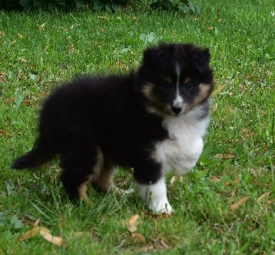 SHERLOCK BLACK male tricolore