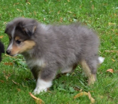 STORMY BLUE male bleu merle