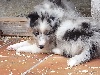  FLASH BLUE male bleu merle