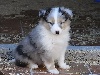 FENIX BLEU male bleu merle