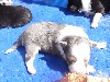 HAYDEN BLUE  male bleu merle