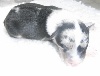  EDEN BLUE MALE BLEU MERLE