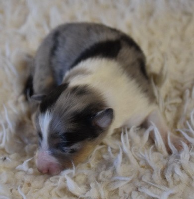 male bleu merle