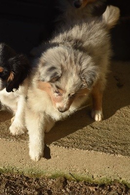 SACHA BLUE male bleu merle