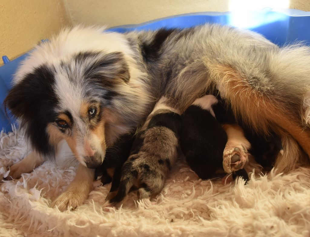 chiot Shetland Sheepdog De la combe berail