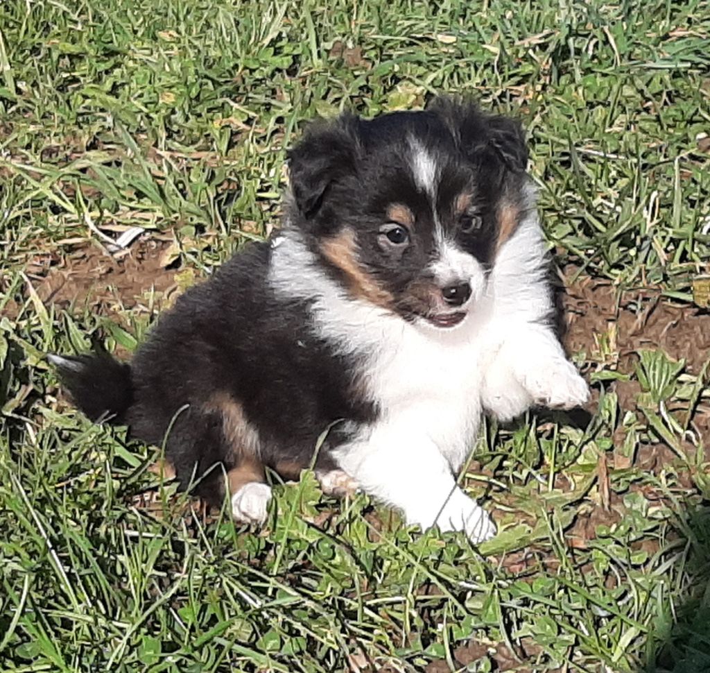 De la combe berail - Chiot disponible  - Shetland Sheepdog