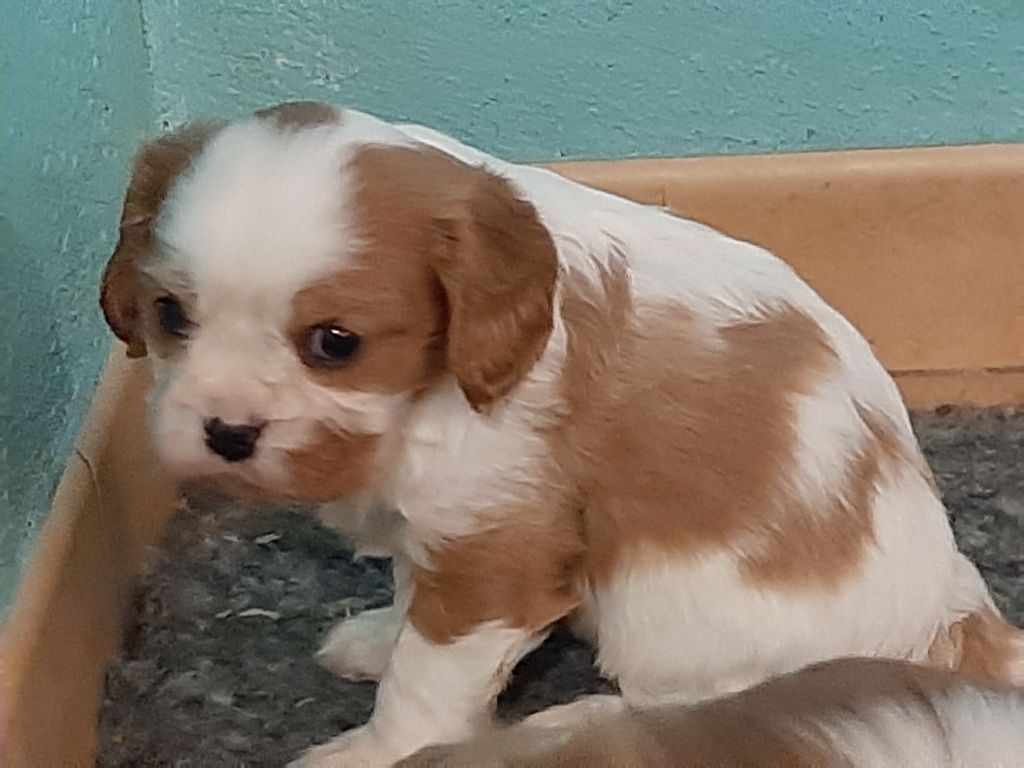 De la combe berail - Chiot disponible  - Cavalier King Charles Spaniel