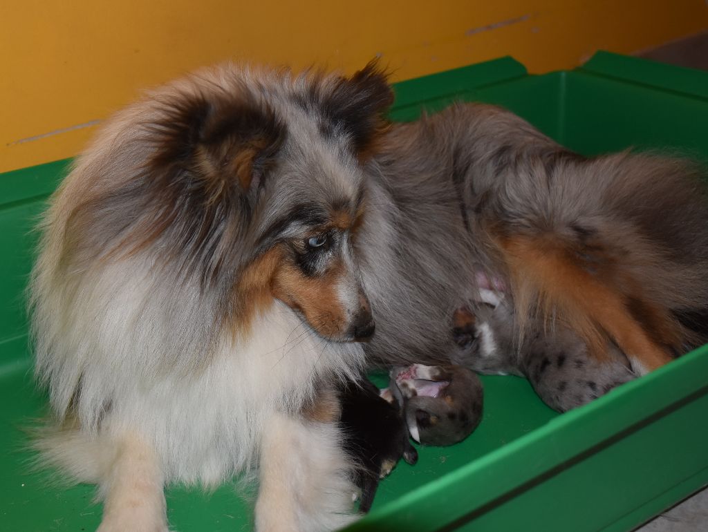 De la combe berail - Shetland Sheepdog - Portée née le 11/01/2020