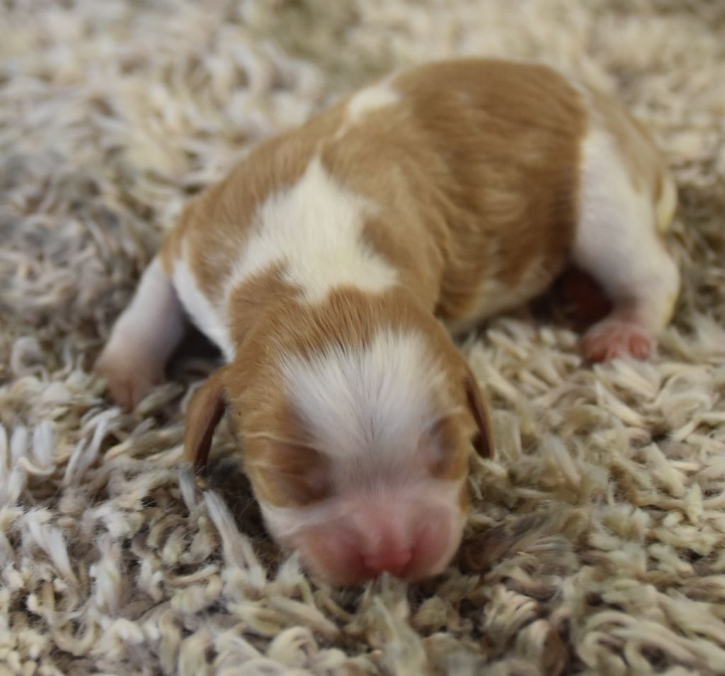 De la combe berail - Chiot disponible  - Cavalier King Charles Spaniel