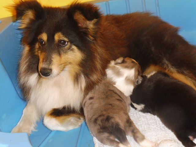 De la combe berail - Shetland Sheepdog - Portée née le 05/06/2017