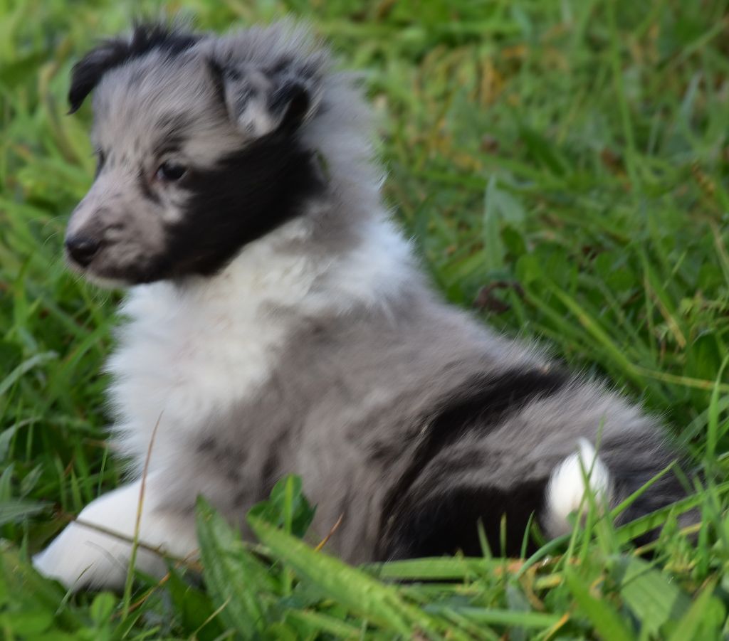 De la combe berail - Chiot disponible  - Shetland Sheepdog