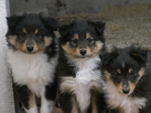 De la combe berail - Shetland Sheepdog - Portée née le 11/02/2009