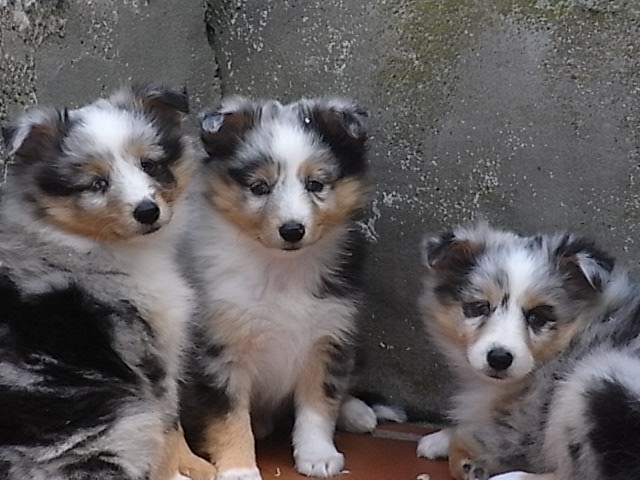 De la combe berail - Shetland Sheepdog - Portée née le 29/04/2010