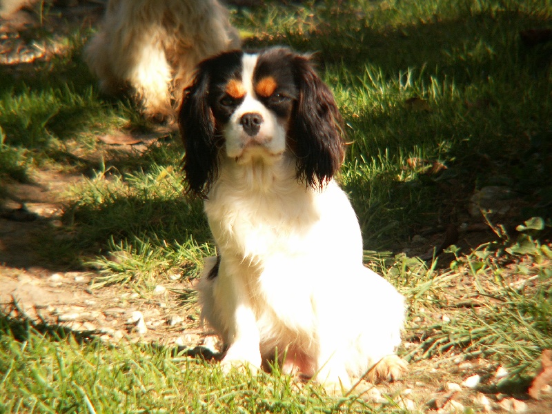 CH. Ariane De la combe berail