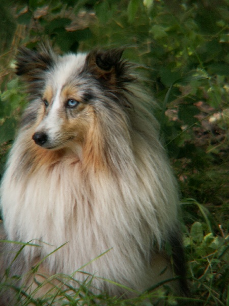 Ulotte bleue De la combe berail