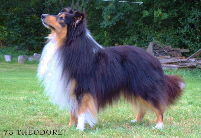 Theodore de Moorstile
