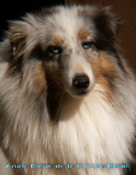 Anais bleue De la combe berail