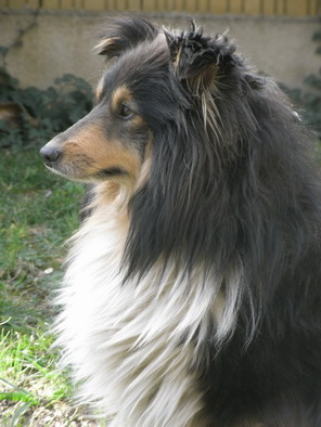 Vigie brune De la combe berail