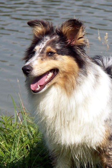 Une shelty blue De la combe berail