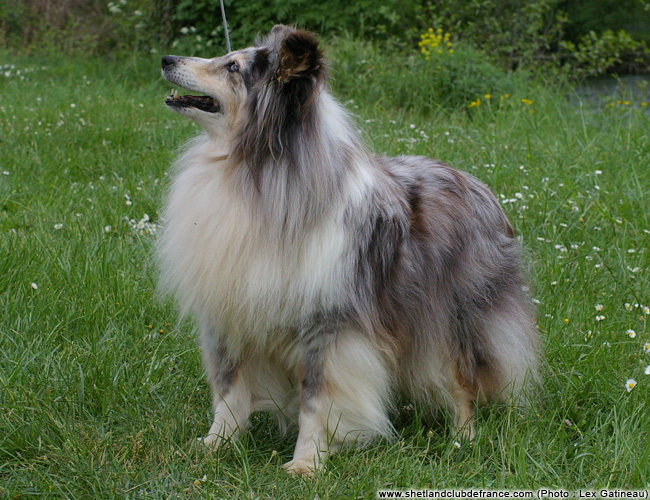 Lady blue De la combe berail