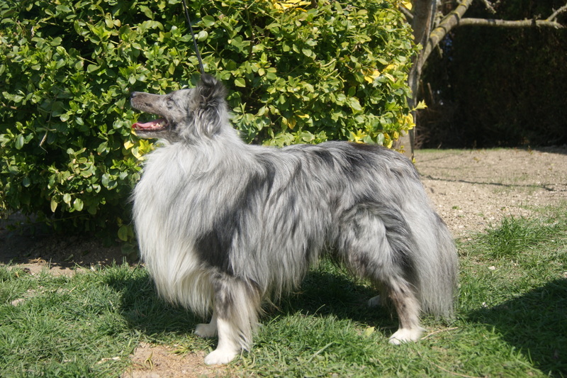 Eko bleu De la combe berail