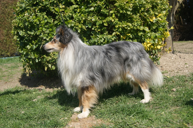 Virgule bleu De la combe berail