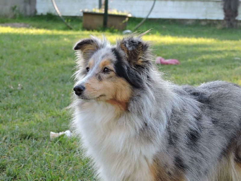 Jessie blue De la combe berail