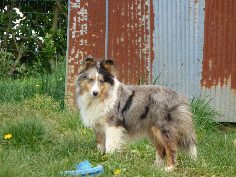 Jilea bleue De la combe berail