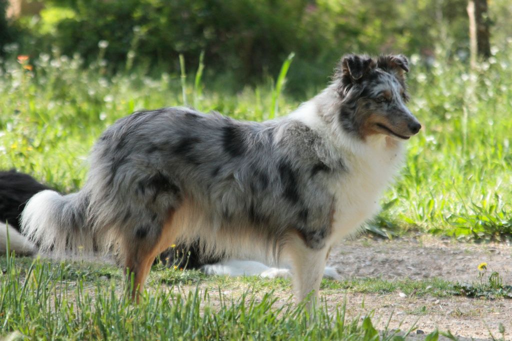 Listelle blue De la combe berail