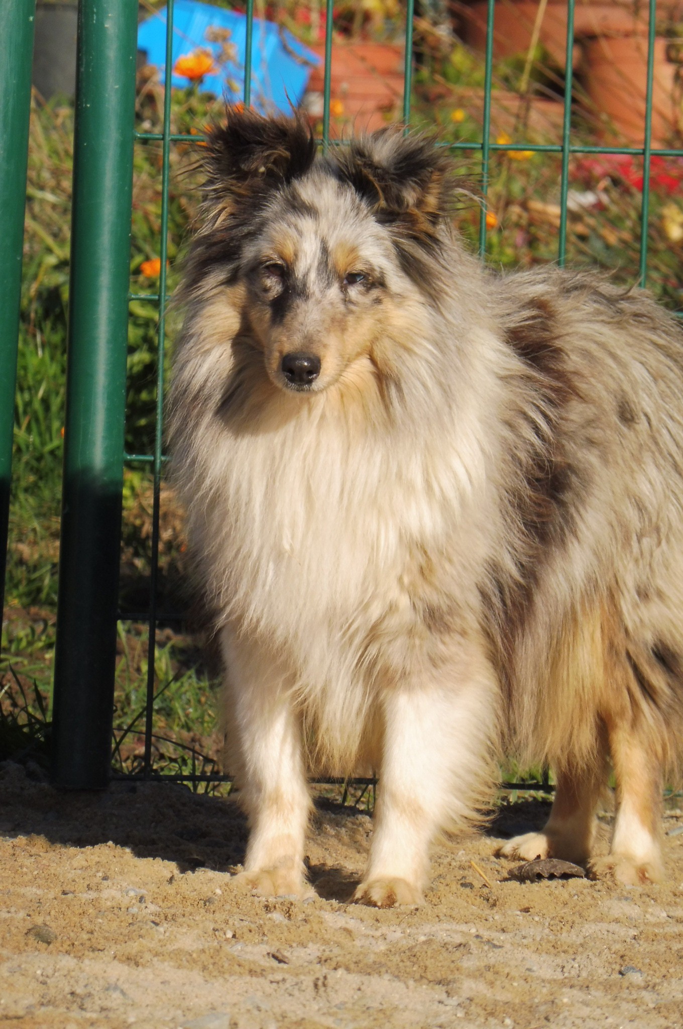 Libertine bleue De la combe berail