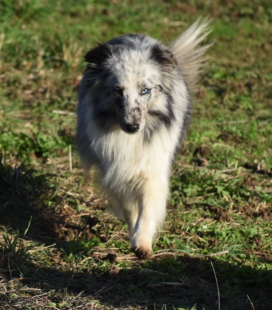 Shelsie blue De la combe berail
