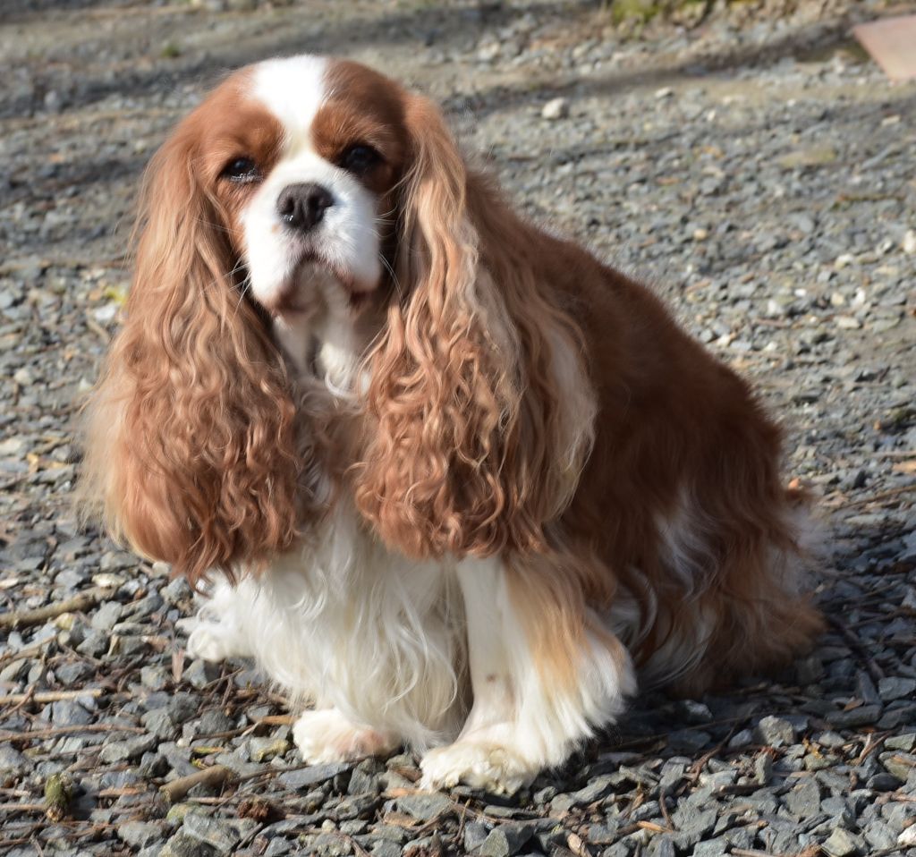 Naya Des legendes de zazelle