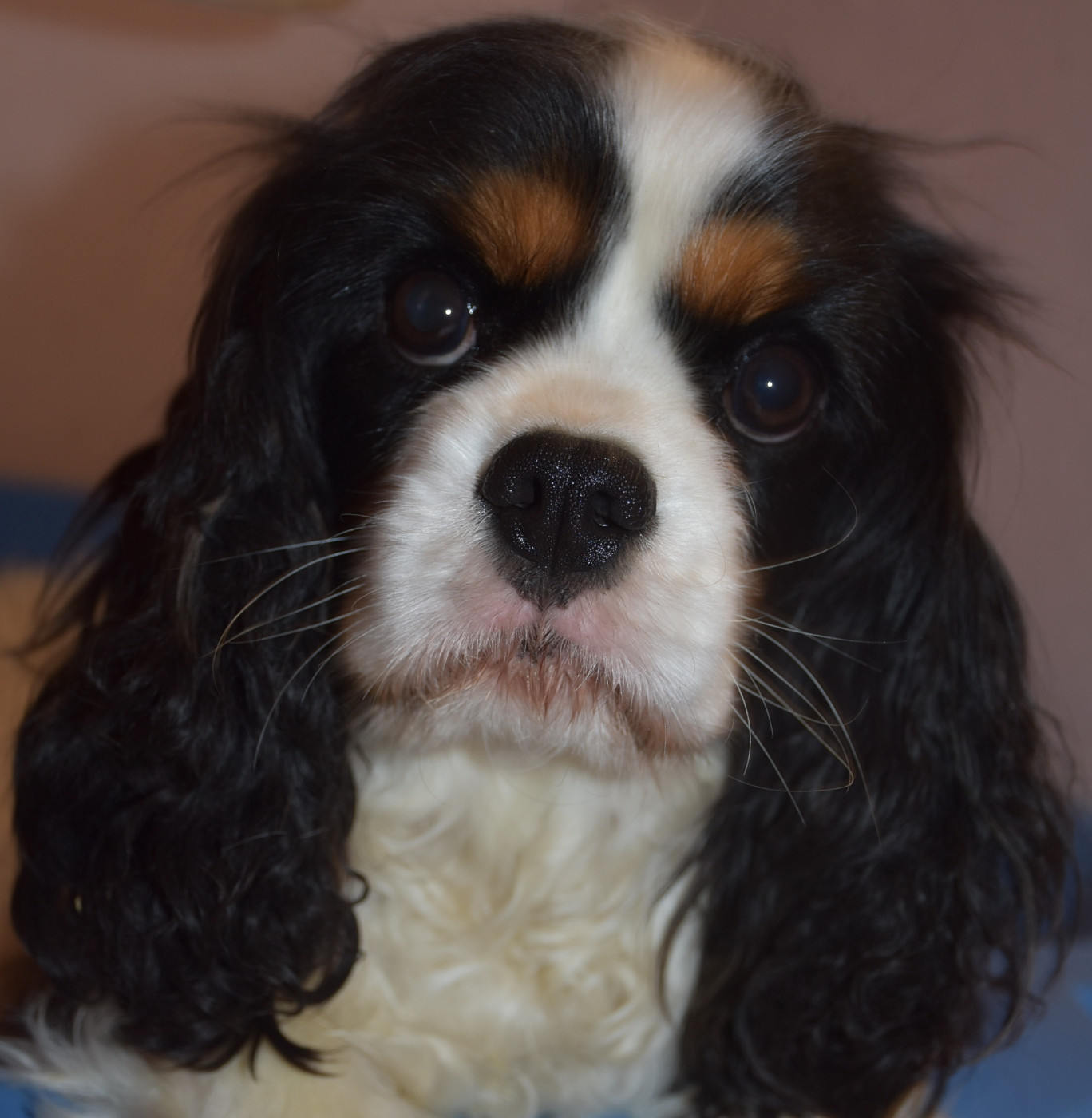 VALKYRIE De la combe berail