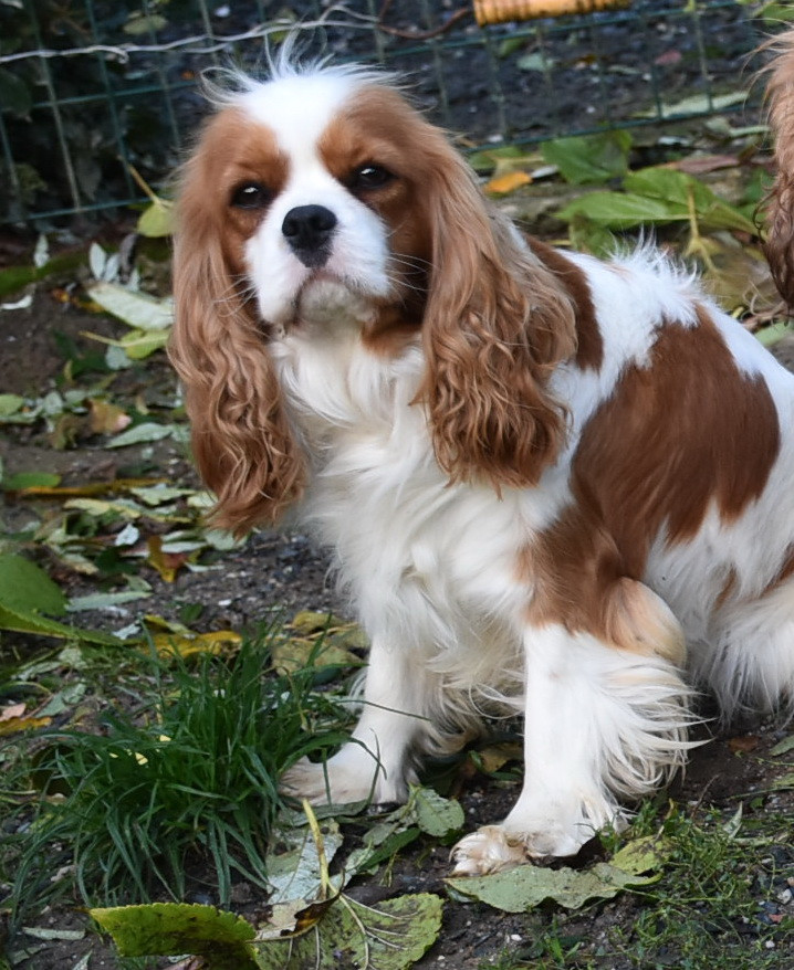 VANELLE De la combe berail