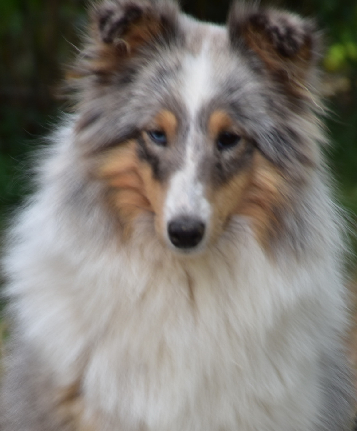 UNE PETITE MERVEILLE BLEUE De la combe berail
