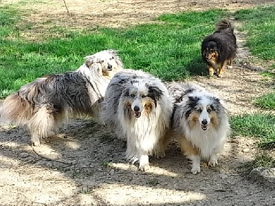 De la combe berail - Bientot des bébés Shelties à la Combe Bérail