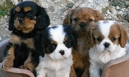 Bébés Cavaliers à l'élevage