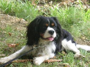 Les CAVALIERS DE LA COMBE BERAIL