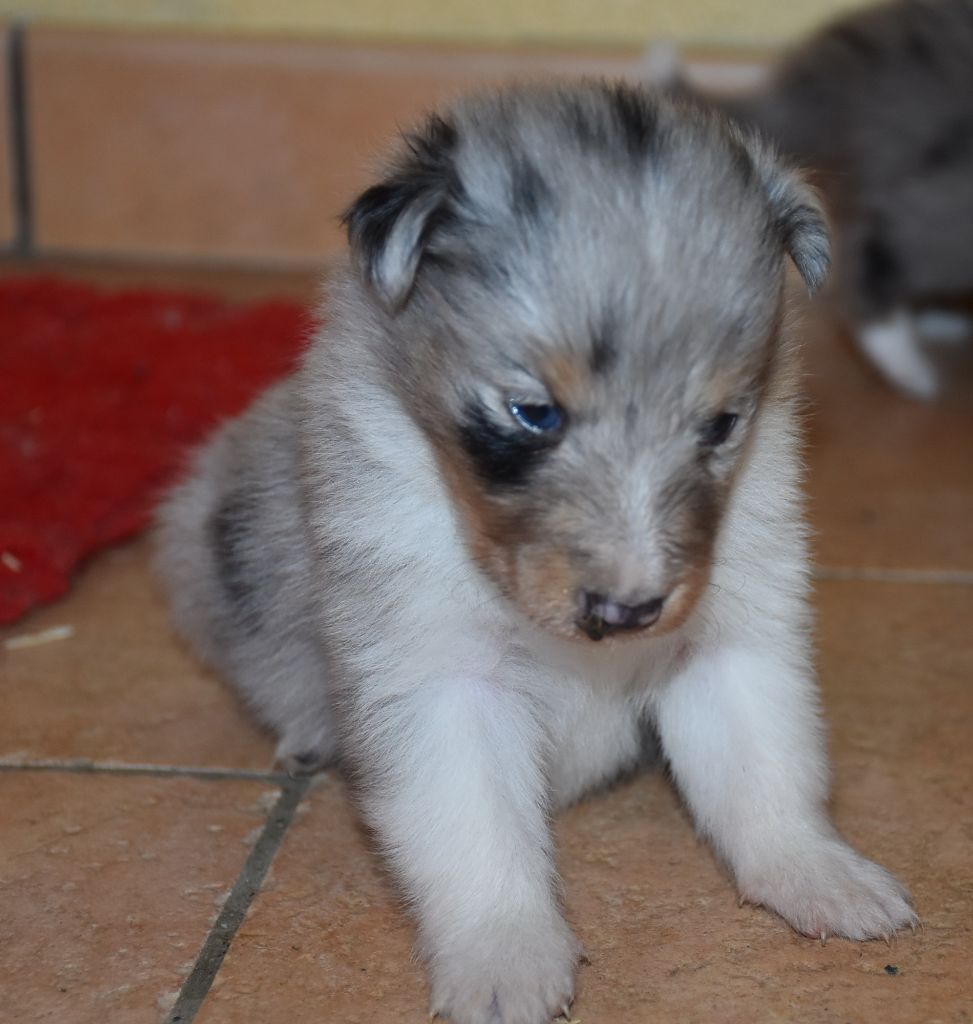 De la combe berail - Chiots disponibles - Shetland Sheepdog
