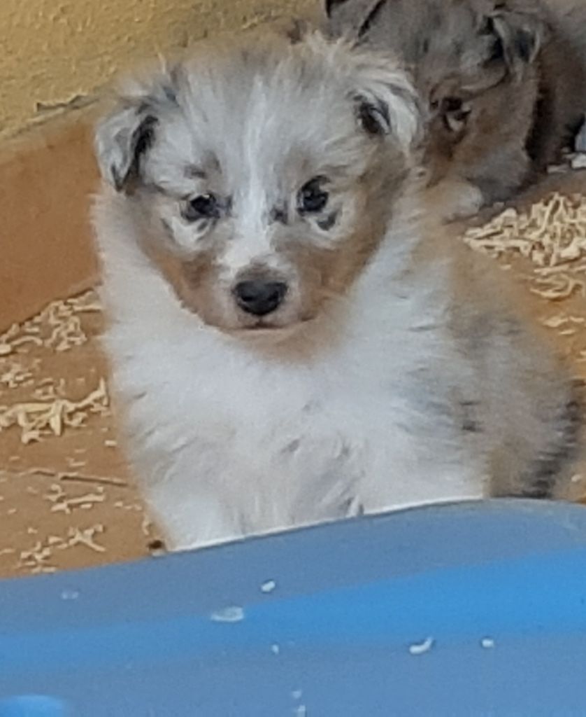 De la combe berail - Chiots disponibles - Shetland Sheepdog