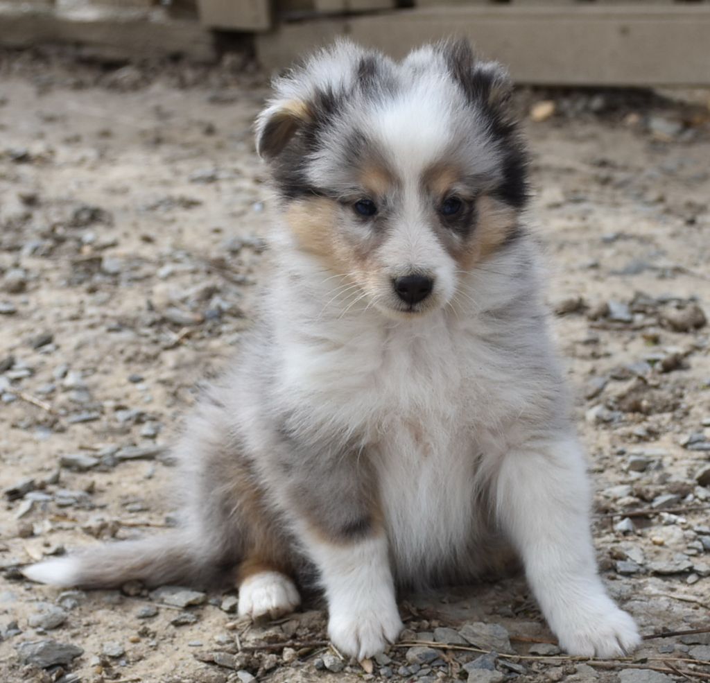 ASTON BLUE male bleu merle