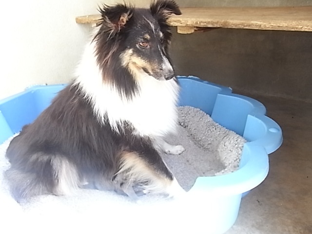 De la combe berail - Shetland Sheepdog - Portée née le 01/08/2012