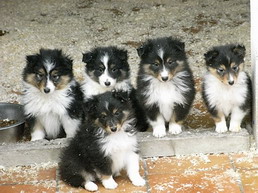 De la combe berail - Shetland Sheepdog - Portée née le 07/11/2007