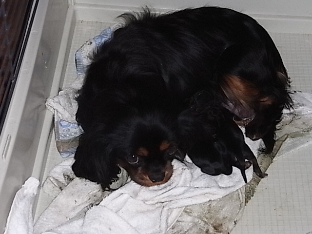 De la combe berail - Cavalier King Charles Spaniel - Portée née le 28/02/2010