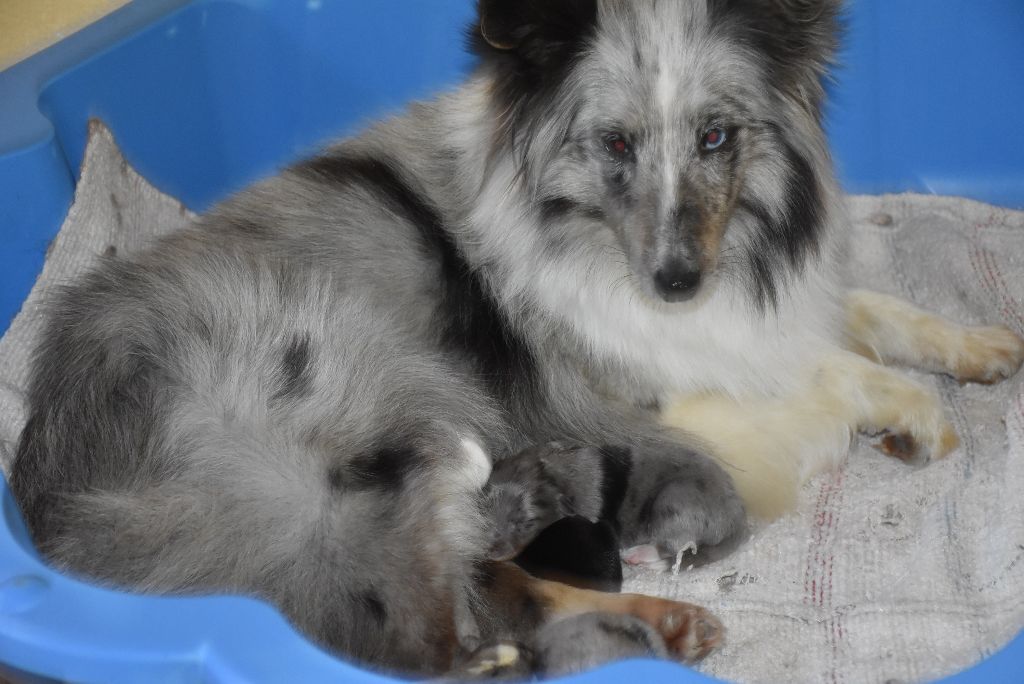 Chiot Shetland Sheepdog De la combe berail