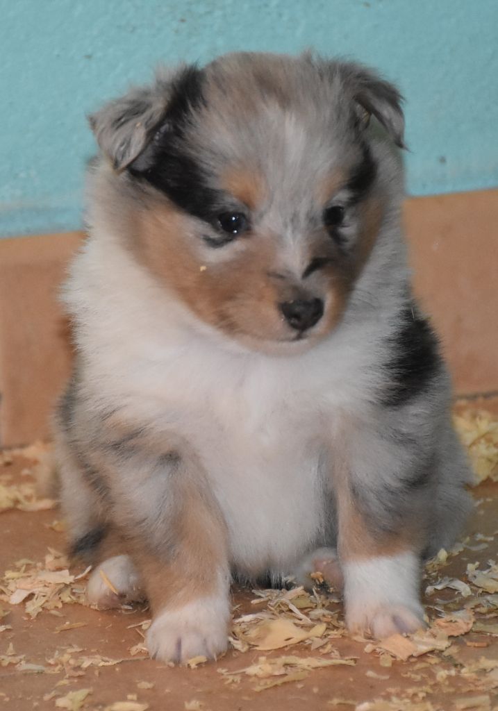 De la combe berail - Chiots disponibles - Shetland Sheepdog
